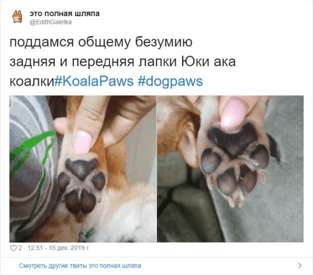 Пользователи Твиттера разгадали тайну подушечек на собачьих лапах.