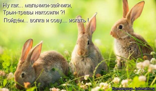 Лучшие котоматрицы недели (50 фото)