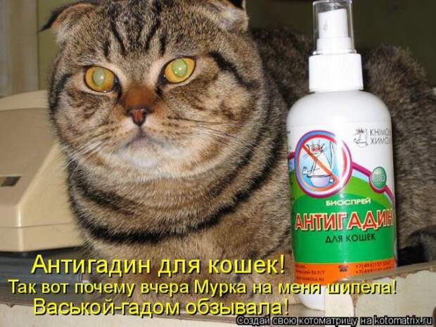 Лучшие котоматрицы недели (50 фото)