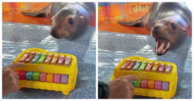 Смышлёный и харизматичный зверь