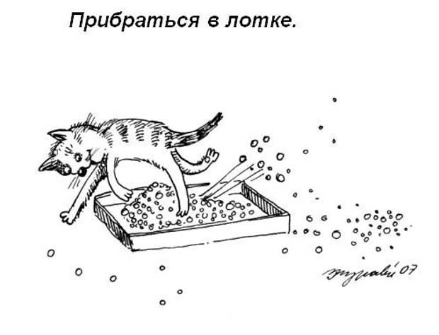 Кошачий пост жизнь кота, кот
