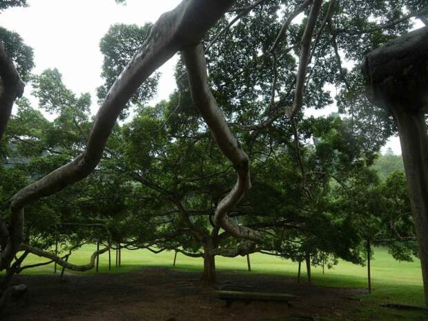 Уникальное дерево  людей в Индии