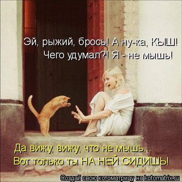 Свежая котоматрица для всех (38 фото)