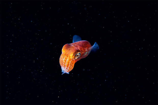 Фотография: Чудовища морских глубин на фото Александра Семенова №10 - BigPicture.ru