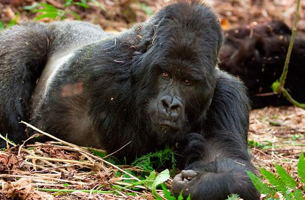 Горная горилла выжили, животные, планета, природа