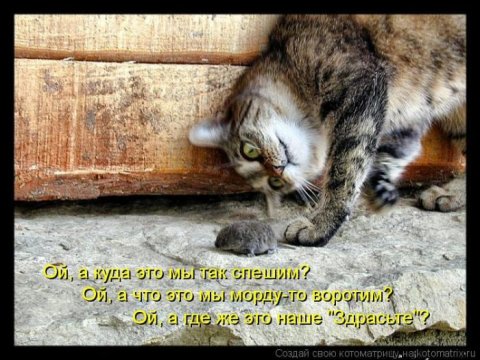 Котоматрицы