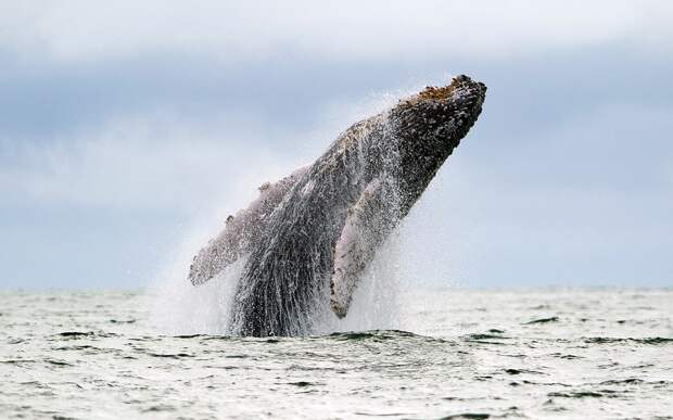 Горбатый кит в Тихом океане в Колумбии