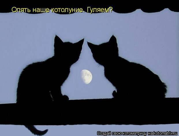 Лучшие котоматрицы недели (50 фото)
