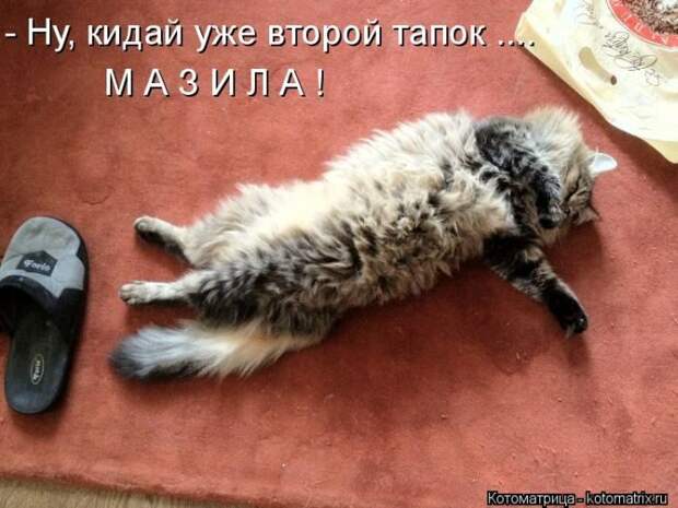 Лучшие котоматрицы недели