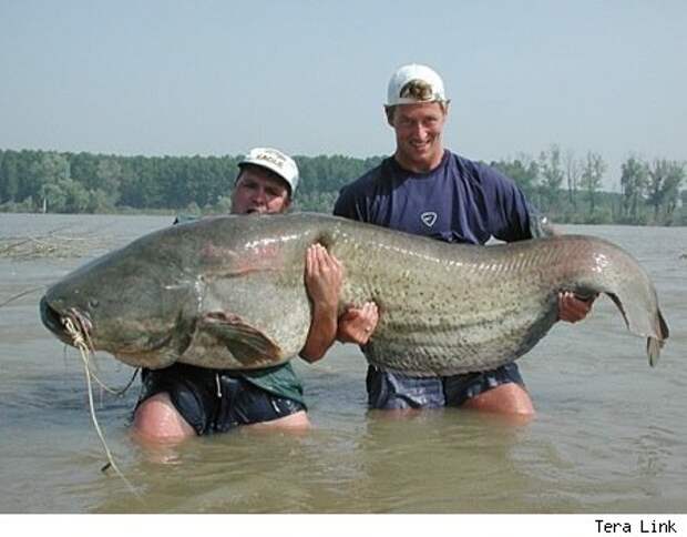 Самые большие рыбы в мире фото