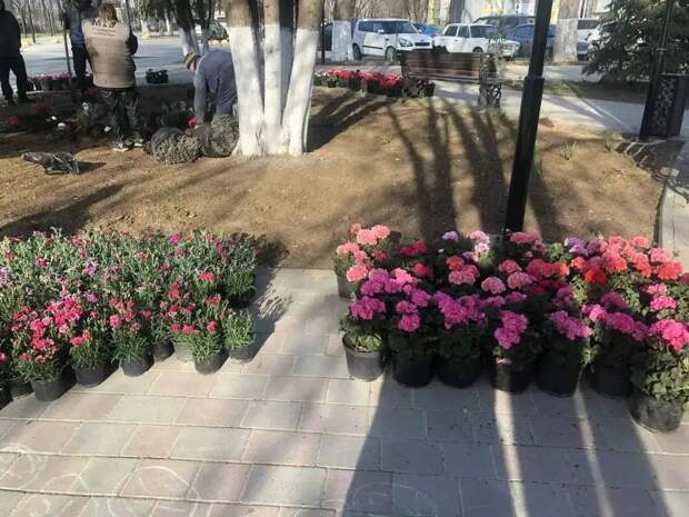 В Саках высадили 1500 саженцев виолы