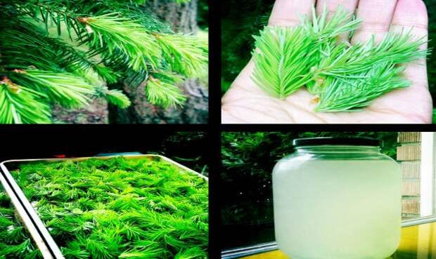 content_infusion-of-pine-buds11__econet_ru