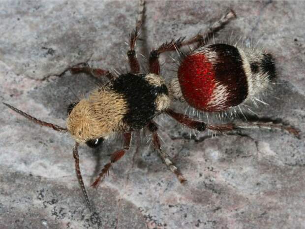 Бархатный муравей (по факту — оса) боль, в мире, люди, насекомые, укус, энтомолог