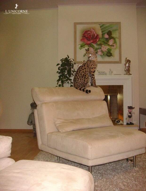 Домашний Сервал (domestic Serval)