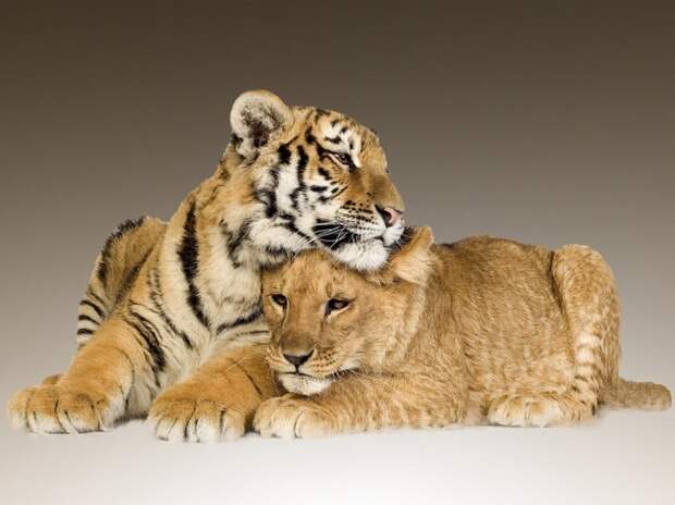 Кто сильнее, лев или тигр? 