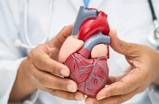 Аурелиу Бэтрынак: «Сердце - это больше, чем просто символ жизни»