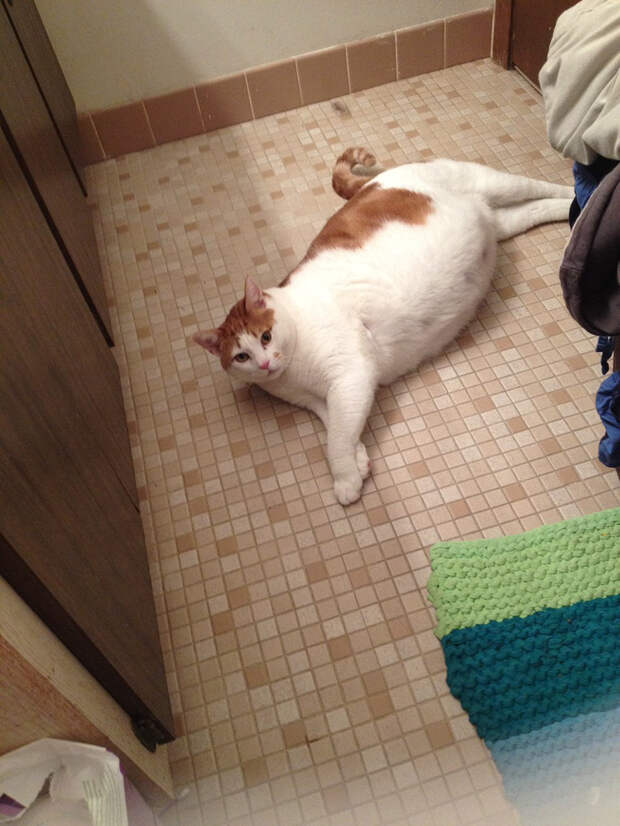 Толстокоты FatCats15 Толстокоты