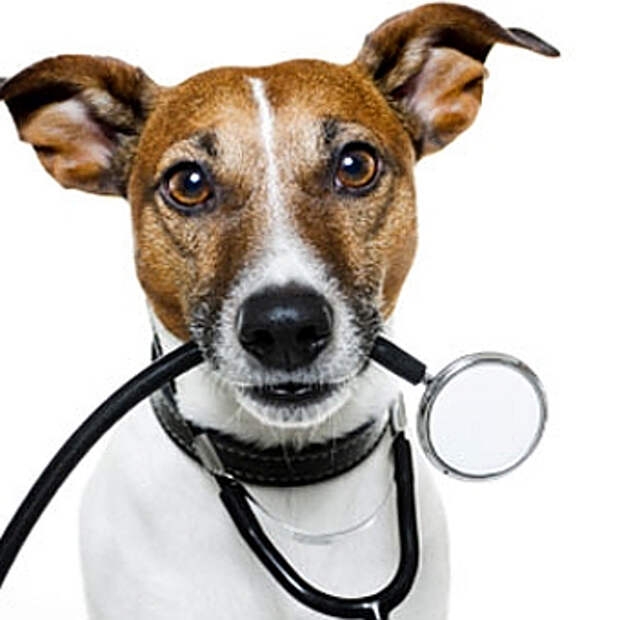как повысить иммунитет у собаки 