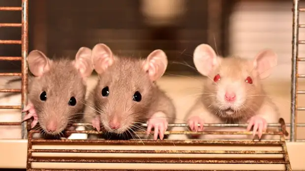 5 мифов о крысах