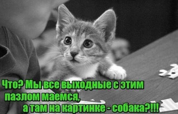 Подражая котоматрице котоматрица, коты, юмор