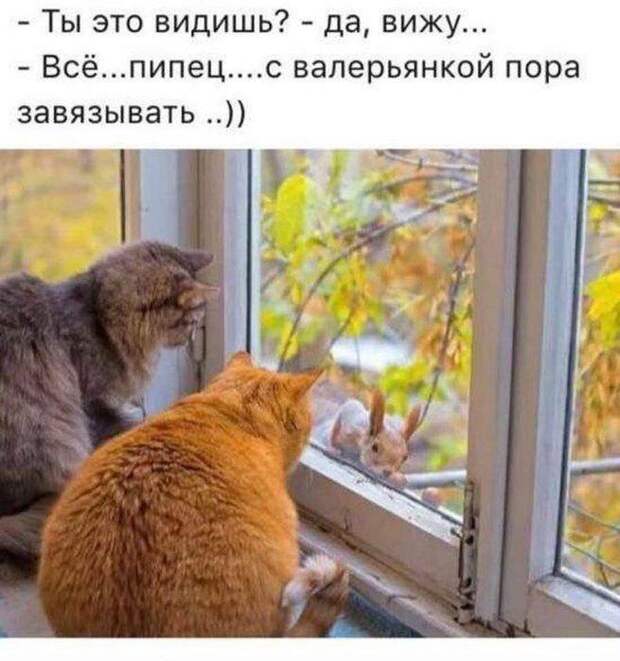 На изображении может находиться: кот и текст