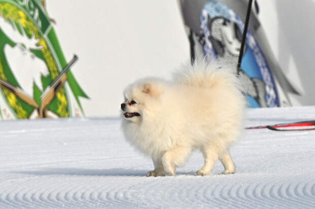 Шпиц Умка поддержал Лукашенко на льду перед тренировочным хоккейным матчем