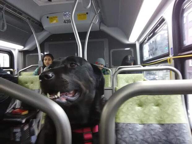 Собака самостоятельно ездит на автобусе на прогулку в парк