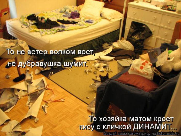 Лучшие котоматрицы недели (50 фото)
