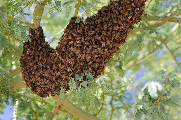 Пчела: интересные факты о пчелах. Дикие и домашние пчелы