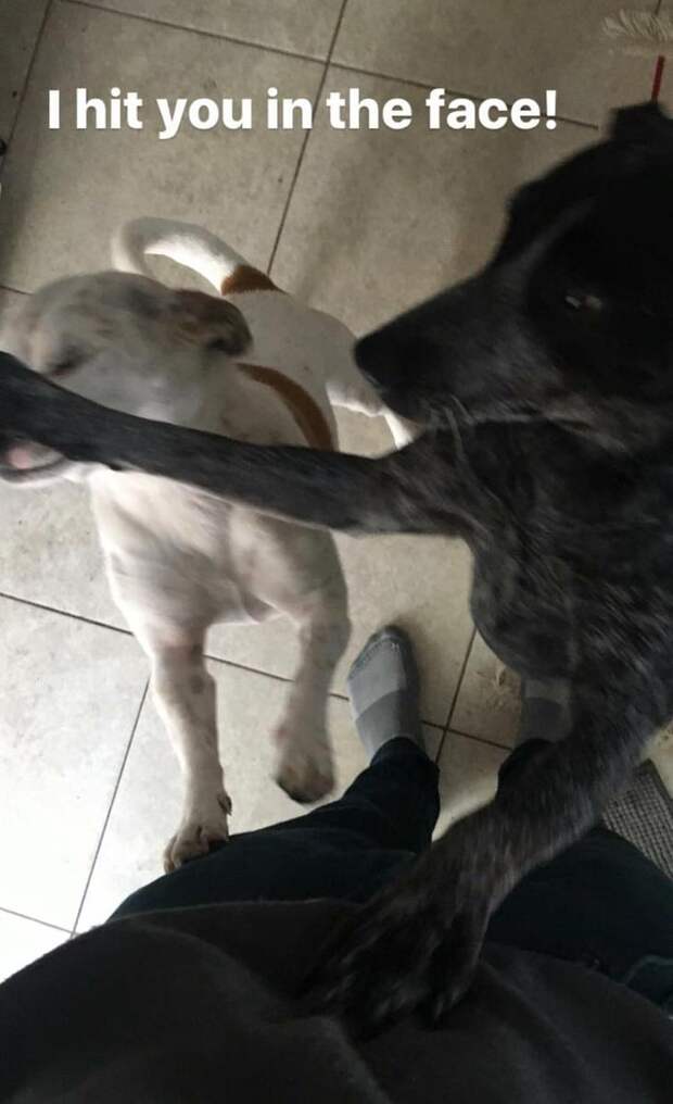 смешные животные, животные придурки, животные засранцы, смешные фото животных