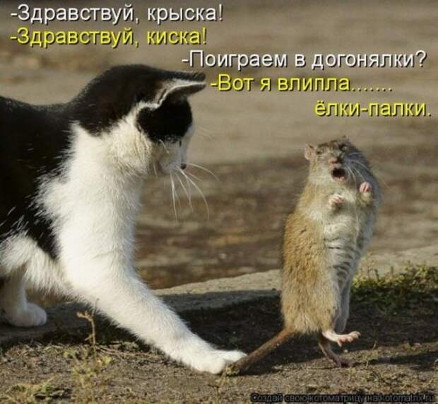 Милая котоматрица