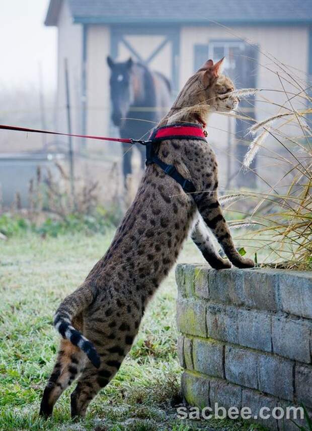 Трабл (Trouble) – самый высокий кот в мире