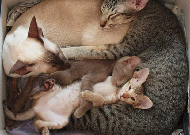 Кошачьи семьи в фотографиях