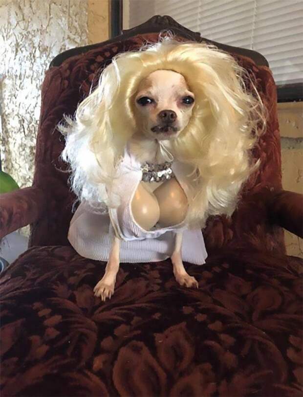 Собака с костюме