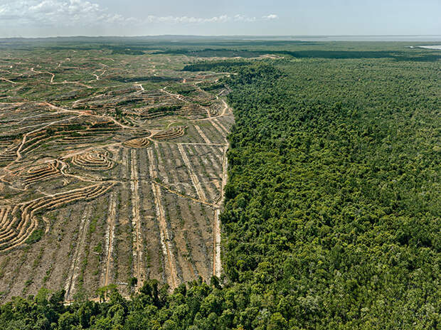 Пальмовая плантация, Борнео, Малайзия, 2016 год.