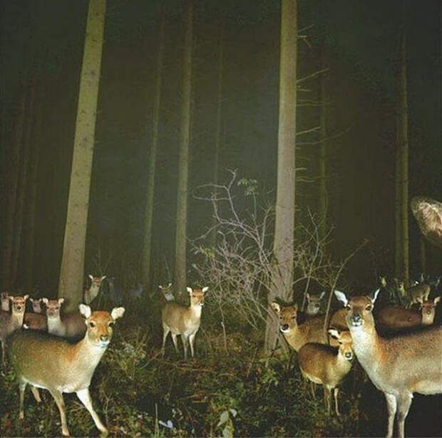 10. Скопление оленей животные, жизнь, кадр, камера, снимок, тайна, фото