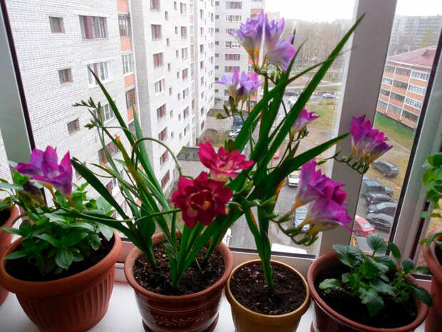 Фрезия на подоконнике