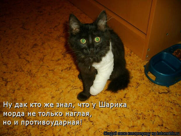 kotomatritsa_rI (700x524, 419Kb)