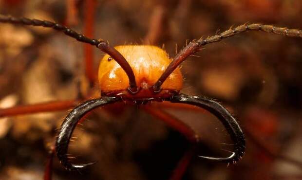 Путешествие длиною в жизнь: как живут необычные муравьи-кочевники