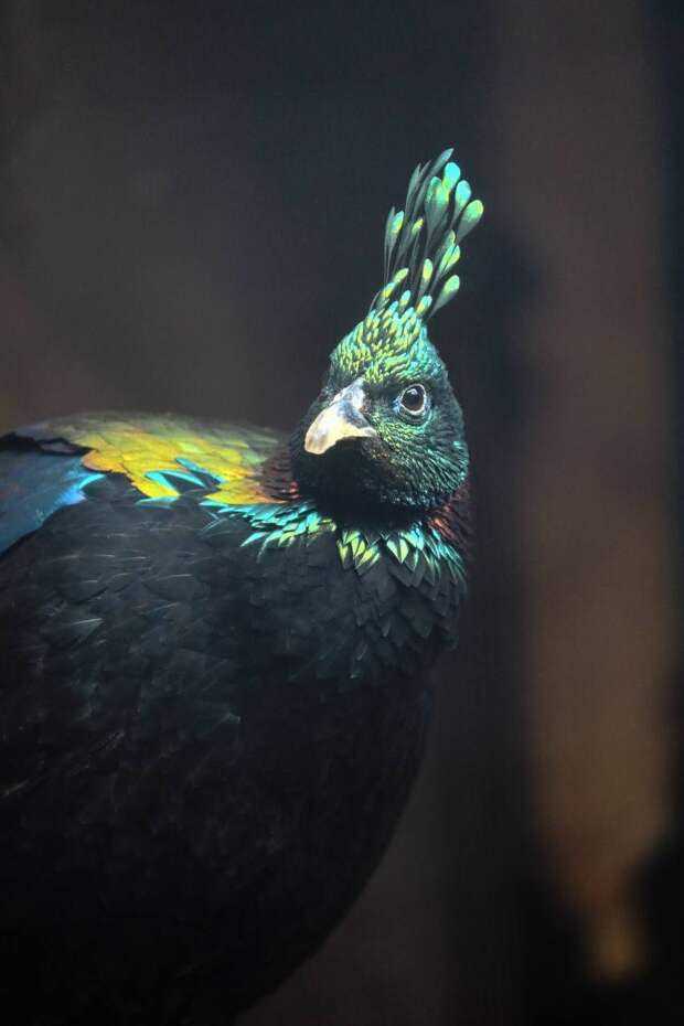 В Ленинградский зоопарк прибыла пара ярких гималайских птиц