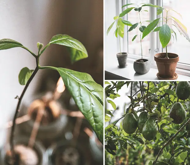 Как вырастить авокадо в домашних условиях