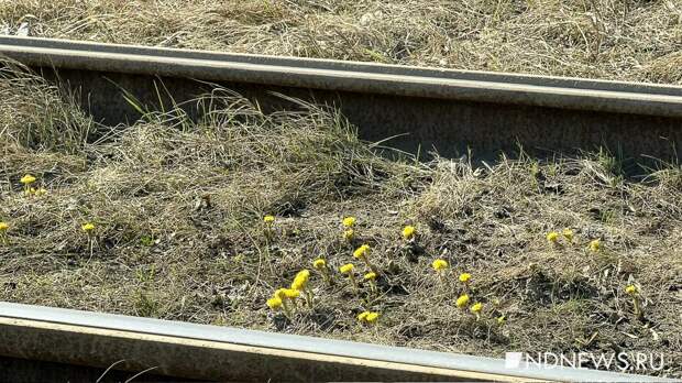 В Екатеринбурге появились первые полевые цветы
