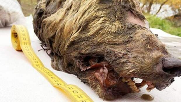 Найдена голова волка, пролежавшая в мерзлоте 40 тысяч лет