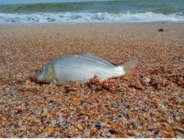 В Азовском море водятся речные рыбы, такие как судак, карась, щука