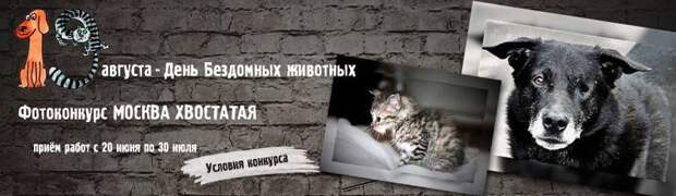Ко Дню бездомных животных состоится Фотоконкурс — флэшмоб #Москвахвостатая