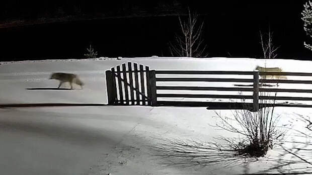 В Карелии подросток уже несколько лет добирается до школы через лес с волками