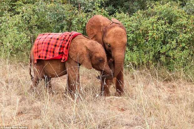 Слониха быстро поправилась и обрела друзей детеныш, животные, история, кения, люди, мир, слониха, спасение