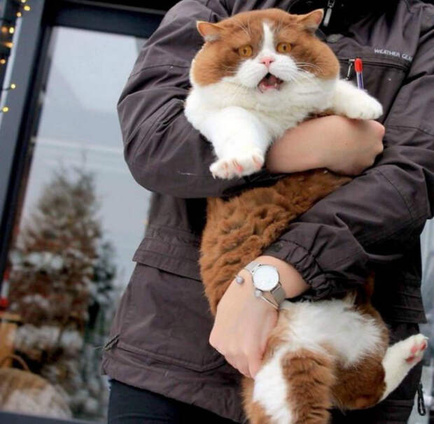 Перепуганный кот. Перепуганный кот.