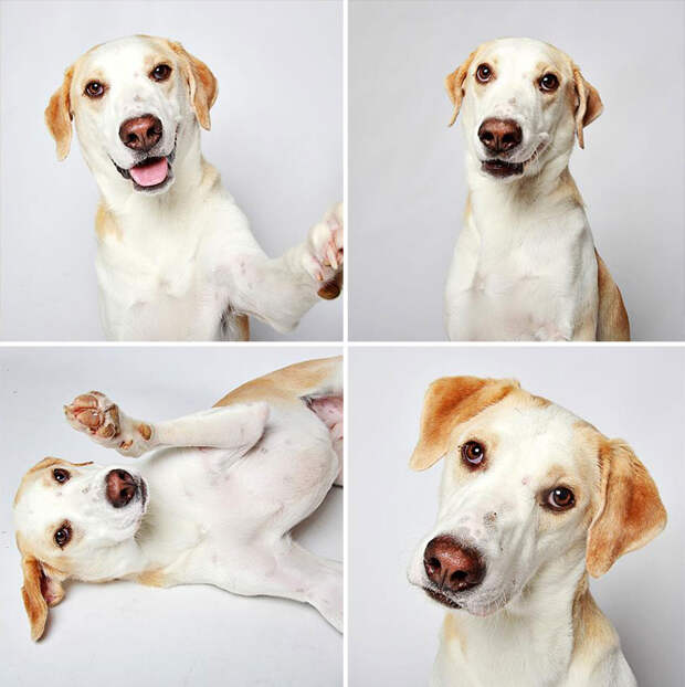 adopted-dog-teton-pitbull-humane-society-utah-20