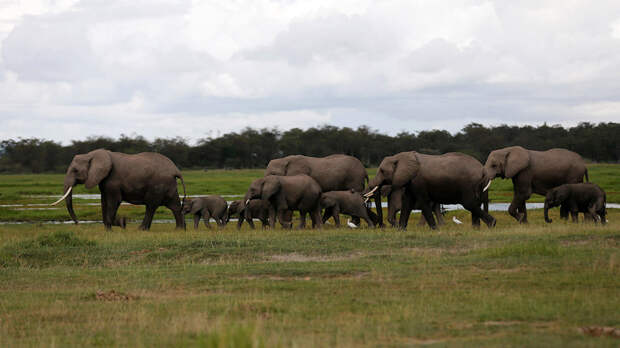 Стадо слонов в Национальном парке Амбосели